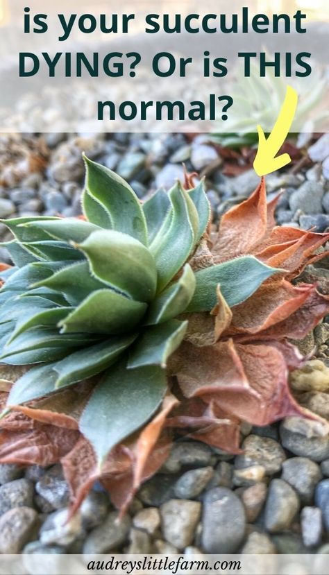 Succulents Outdoor Pots, How To Bring A Succulent Back To Life, Plants That Like Water, What To Plant Succulents In, Succulent Container Gardens, Taking Care Of Succulents House Plants, Succulent Planting Ideas, Growing Succulents From Leaves, How To Grow Succulents From Leaves