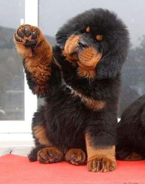 Tibetan Mastiff Puppy, Tibetan Mastiff Dog, Fluffy Dog Breeds, Big Fluffy Dogs, Mastiff Puppy, Pet Anime, Giant Dog Breeds, Expensive Dogs, Dog Breeds List