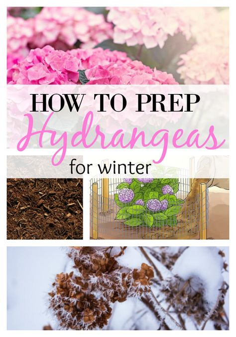 Winterize Garden, Winter Landscaping, Pruning Hydrangeas, Hydrangea Landscaping, Garden Prepping, Hydrangea Care, Growing Hydrangeas, Hydrangea Garden, Planting Hydrangeas