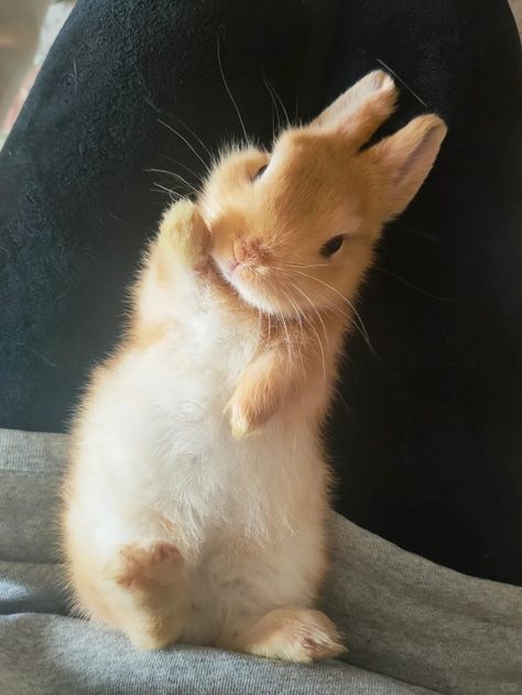 Real Bunny Wallpaper, Cute Bunnies Aesthetic, Cute Rabbit Aesthetic, Ginger Bunny, Small Bunnies, Orange Rabbit, Orange Bunny, Aesthetic Bunny, Bunny Pics