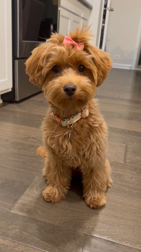 Chloe 🐾 The Mini Goldendoodle | What do you mean? I was born to be a pampered 😌 . . #minigoldendoodle #goldendoodle #poodlemix #dogsofinstagram #puppiesofinstagram… | Instagram Cute Golden Doodle Puppies, Mini Goldendoodle Haircut Styles, Mini Goodlendoodle, Goldendoodle Wallpaper, Dog Pictures Aesthetic, Mini Doodle Dog, Golden Doodle Mini, Micro Mini Goldendoodle, Charlotte Aesthetic