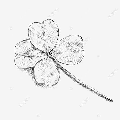 Clover Sketch, Four Leaf Clover Drawing, Clover Drawing, Leaf Sketch, Drawing Leaf, Clover Clipart, Grass Clipart, Clover Plant, Leaves Sketch