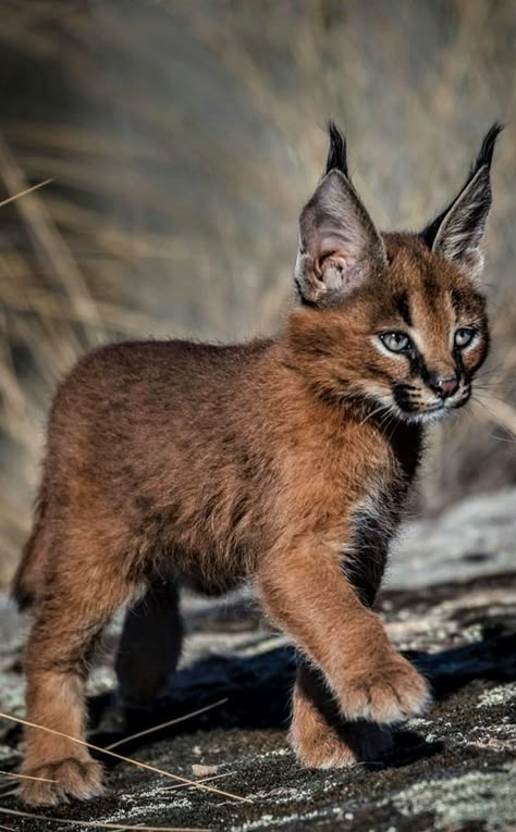 Caracal Kittens, Caracal Cat, Cat Species, Exotic Cats, Big Cats Art, Gorgeous Cats, Pretty Animals, Cute Animals Images, Majestic Animals