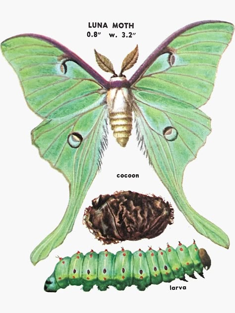 "luna moth life cycle" Sticker by cottagefrog | 红泡 Luna Moth Scientific Illustration, Luna Moth Life Cycle, Luna Moth Caterpillar, Luna Moth Drawing, Moth Halloween Costume, Moth Diy, Moth Life Cycle, Moth Reference, Luna Moth Art