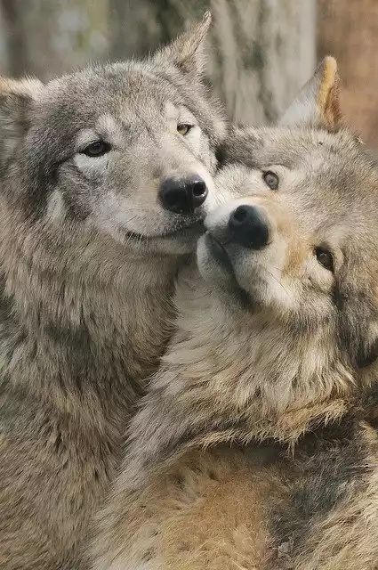 12 Playful Smiling and funny as F wolves ideas in 2021 | wolf, animals ...