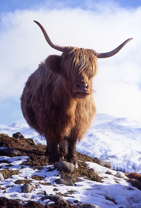 Highland Cow - in the Scottish Highlands by Peter Stubbs. Highland Coo, Scottish Highland Cow, Fluffy Cows, Highland Cows, Highland Cattle, Cute Cows, Scottish Highlands, An Animal, Animal Photo