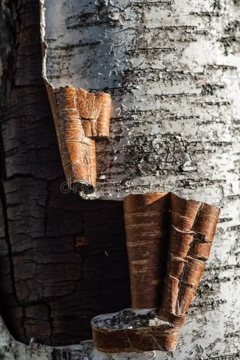 Tree Trunk Photography, Tree Bark Aesthetic, Tree Bark Photography, Birch Tree Photography, Birch Tree Bark, Tree Bark Texture, Scandinavian Inspiration, Tree Textures, Plastic Art