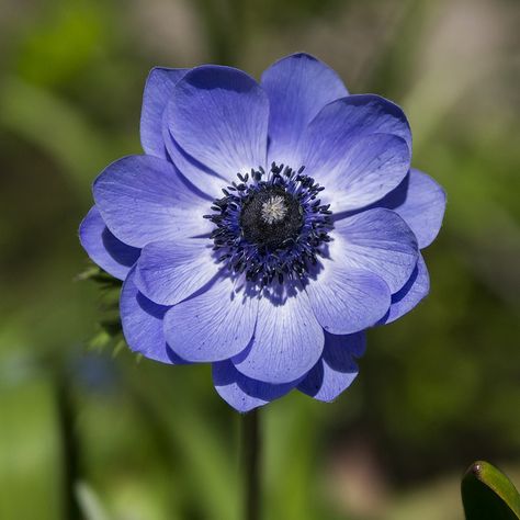 Photos Of Flowers, Blue Anemone, Blue Delphinium, Flower Watch, Anemone Flower, Flower Spike, Balloon Flowers, Airbrush Art, Garden Of Eden