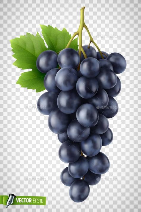 Vector Realistic Bunch of Grapes, #Grapes, #advertisement, #Bunch, #Realistic, #Vector, #ad Grape Vector, Grapes Illustration, Realistic Illustration, Bunch Of Grapes, Carmen Miranda, Graphic Arts Illustration, Grape Bunch, Cycle Of Life, Red Grapes