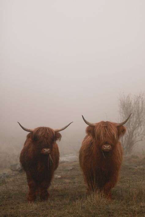 Highland cows in a foggy field . Framed Landscape Art, Tibetan Plateau, Cow Photography, Long Horns, Cow Wallpaper, Highland Cow Art, Baby Farm Animals, Scottish Highland Cow