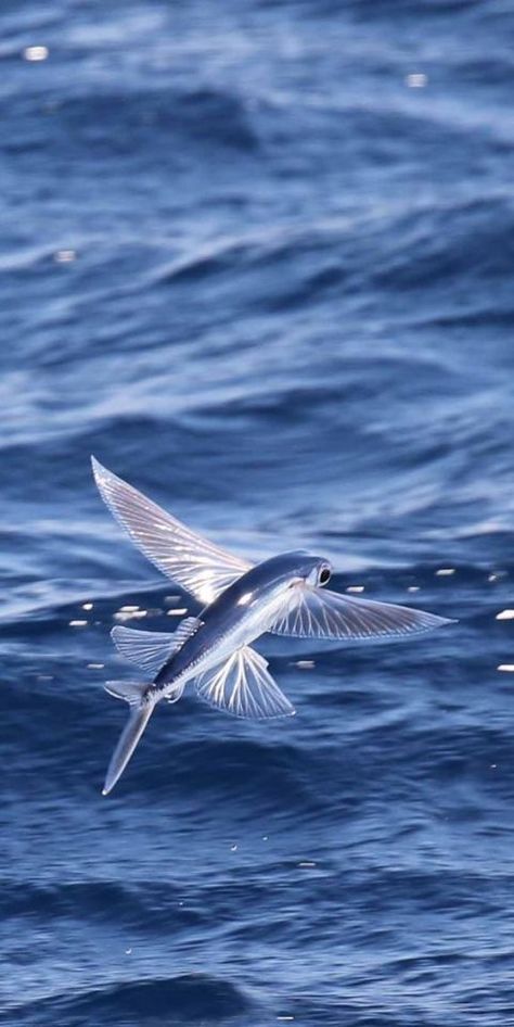 Fauna Marina, Salt Water Fish, Flying Fish, Water Surface, Beautiful Sea Creatures, Water Animals, Aquatic Animals, Beautiful Fish, The Bahamas