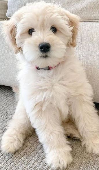 Miniature Maltipoo, Schnoodle Haircut, Puppy Dog Pictures, Labradoodle Puppy, Super Cute Puppies, Really Cute Dogs, Cute Dog Pictures, Puppies And Kitties, Cute Little Puppies