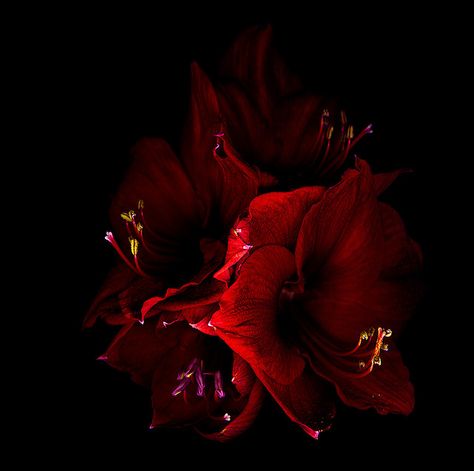 Red Amaryllis, Bulbous Plants, Amaryllis Flowers, Flamenco Dancers, Orchid Care, Red Aesthetic, Medium Art, Red Flowers, In The Dark