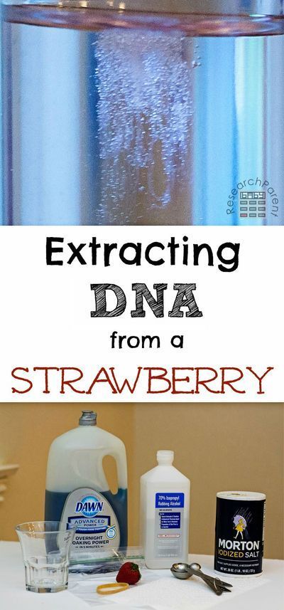 Extract DNA from a strawberry in your kitchen. This fun, easy, activity uses only common household items and takes about 10 minutes. Full step-by-step picture tutorial included. Great science experiment for elementary and middle school students. Density Experiment, Science Activity For Kids, Water Experiments, Weather Science, Kitchen Ingredients, Science Club, Science Activity, Kid Experiments, Picture Tutorial