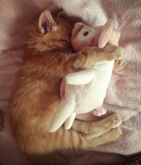 Hugging Plushie, Cat Hugging, Cat Hug, Ginger Cat, Ginger Cats, Crazy Cat, Silly Cats, Crazy Cat Lady, Crazy Cats