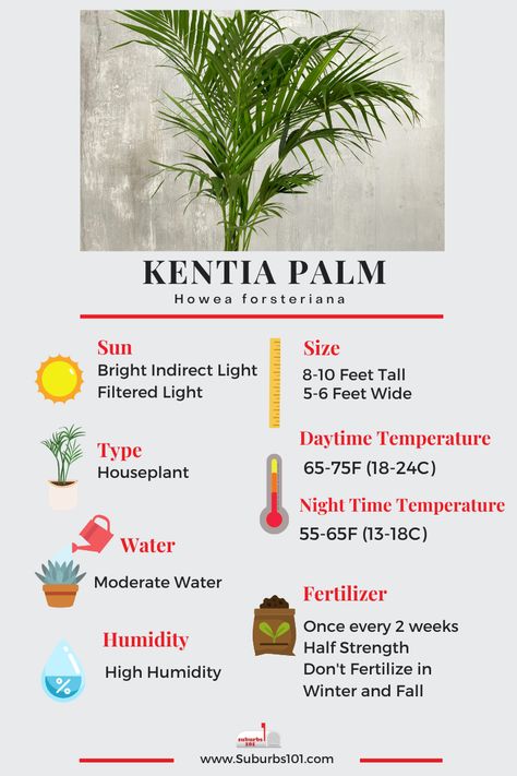 Kentia Palm Indoors, Corn Plant Indoor Care, Corn Plant Indoor, Areca Palm Care, Palm Plant Indoor, House Tree Plants, Palm Plant Care, Howea Forsteriana, Palm Tree Care