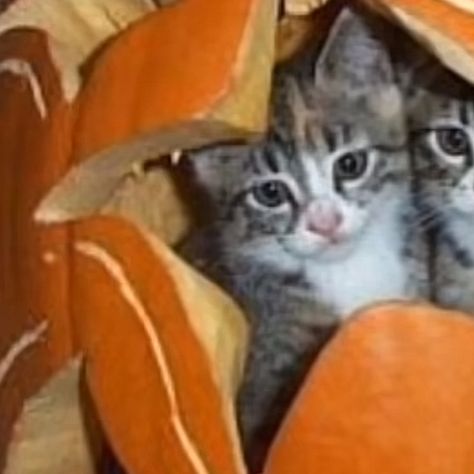 cats in a pumpkin!! :D Halloween Matches Pfp, Matching Halloween Pfps Cats, Cute Fall Matching Pfps, Matching Cat Halloween Pfp, Matching Halloween Cat Pfp, Match Halloween Pfp, Matching Couple Pfp Halloween, Halloween Cats Matching Pfp, Fall Matching Pfps Couple