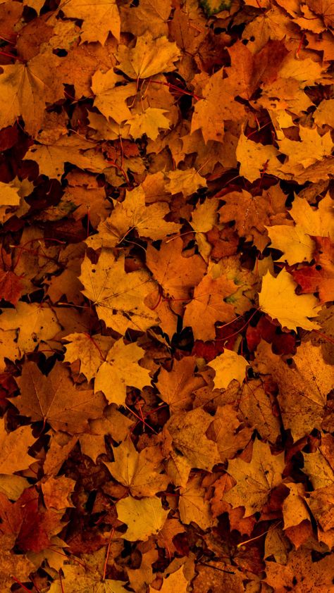 Autumn Wallpaper Hd, Fall Backgrounds Iphone, Autumn Wallpapers, Fall Lovers, Fall Wallpapers, Autumn Wallpaper, Neutral Fall Decor, Western Wallpaper Iphone, Cute Fall Wallpaper