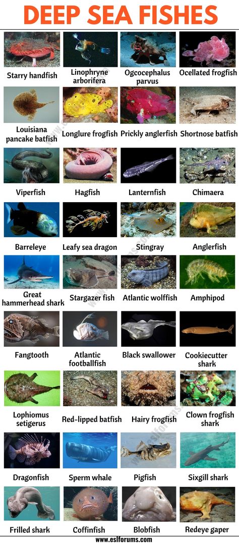 Types Of Sea Creatures, Different Types Of Sea Animals, Deep Ocean Animals, Types Of Sea Animals, Blobfish In Water, Rare Sea Animals, How Deep Is The Ocean, Fish Deep Sea, Fish Types