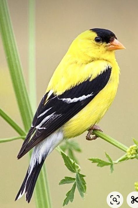 Gold Finch Painting, Gold Finch Tattoo, Golden Finch, Goldfinch Bird, Yellow Finch, Gold Finch, Oriole Bird, American Goldfinch, Art Pole