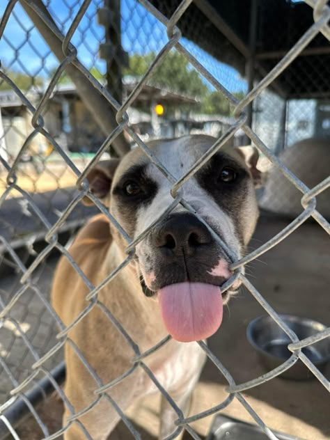 Sweet dog spent her life breeding litters and then she was dumped at gates of shelter to die - Pet Rescue Report Animal Shelter Photography, Animal Rescue Ideas, Dog Shelters, 2025 Prayer, Pet Shelter, Dogs Rescue, Dog Shelter, Rescue Puppies, Art Alevel