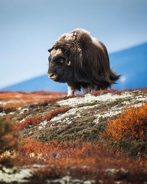 Buffalo Art Print, Beautiful Wild Animals, Palmer Alaska, North American Animals, Buffalo Art, Musk Ox, American Animals, Interesting Animals, Majestic Animals