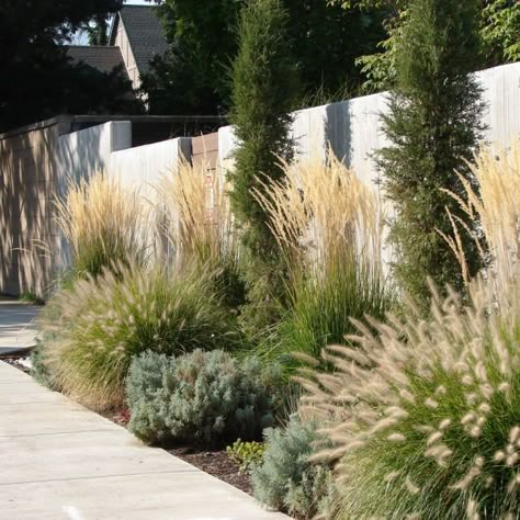 Simple Fence, Creative Fence, Landscaping Along Fence, Fence Plants, Privacy Plants, Privacy Landscaping, Innovative Materials, Fountain Grass, Grasses Landscaping