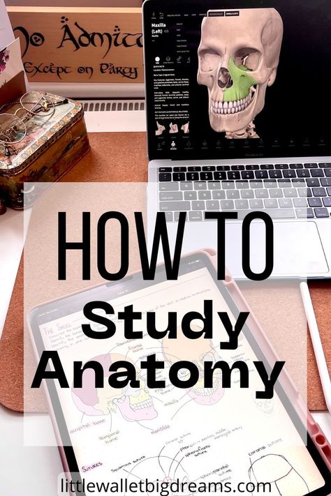 The best study methods for learning anatomy. Study Tips For Anatomy, Study Methods Medical School, Study For Anatomy And Physiology, Studying Human Anatomy, How To Study For Anatomy, Ways To Study Anatomy And Physiology, Anatomy Learning Tips, Studying Anatomy And Physiology Tips, How To Ace Anatomy And Physiology