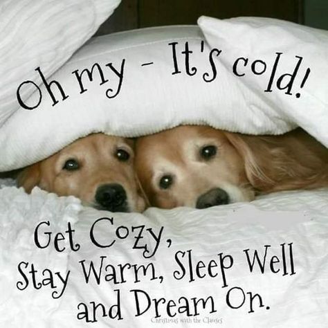 Dogs like to Snuggle up too! #dogs #puppies #snuggle #keepwarm #blankets #homeweethome🏡 #lovemyhome #pets #mansbestfriend #lovemydogs 🐶 #sleepwell #dreams Good Night Cold Night Quotes, Stay Warm Quotes Funny, Good Night Cold Weather Quotes, Good Night Stay Warm, Stay Warm Quotes Cold Weather, Good Morning Stay Warm, Stay Warm Quotes, Good Night Animals, Winter Goodnight