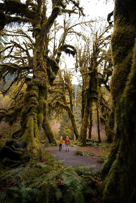 The Ultimate Olympic National Park Itinerary: 4 Days