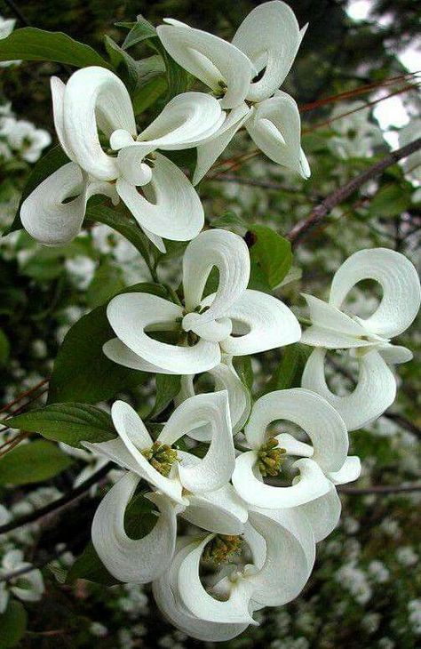 Rare Mexican Dagwood tree - stunning! Cornus Florida, Dogwood Tree, نباتات منزلية, Dogwood Trees, Moon Garden, Unusual Plants, Unusual Flowers, Rare Flowers, White Gardens