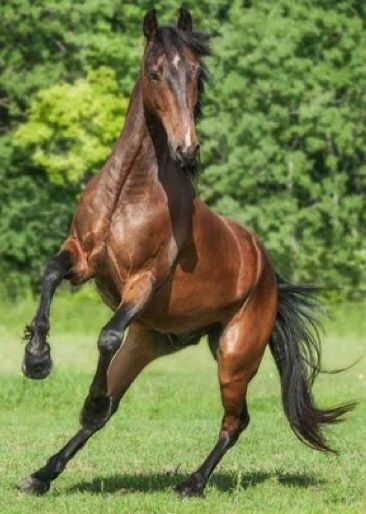 Throughbred Horses, Horse Rearing, Horse Poses, Animal Poses, Horse Reference, Horse Anatomy, Horse Inspiration, Animal Study, Most Beautiful Horses