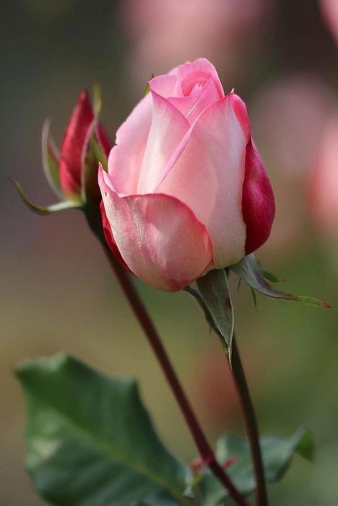 Buds Painting, Rose Reference, Ann Marie, Flower Nature, Rose Bud, Floral Photo, Plant Flower, Rose Cottage, Love Rose