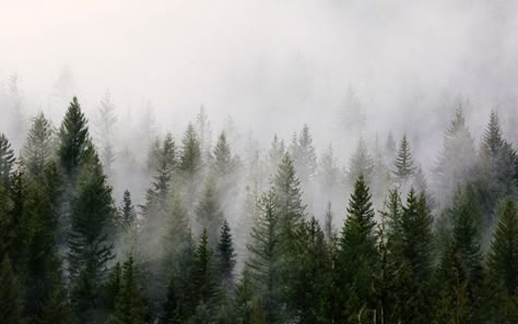 Mist over a forest of trees shot with a telephoto lens Wald Wallpaper, Gravity Falls Characters, Landscape Wall Mural, 1366x768 Wallpaper Hd, Mystic Forest, Custom Wall Murals, Foggy Forest, Nikon Dslr, Misty Forest