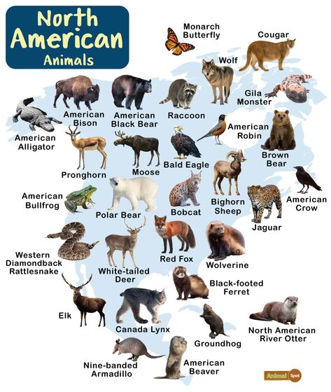 North American Animals – Facts, List, Pictures North American Animals Preschool, Animals In North America, National Animals Of Countries, North America Animals, Wild Animals Name List, Animals Of North America Printables, Animals Of North America, State Animals, Wild Animals List