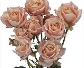 Spray Rose Sahara Sensation - Spray Rose - Roses - Flowers by category | Sierra Flower Finder Sahara Rose, Spray Roses, October Wedding, Deep Green, Bridal Bouquet, New Color, Florist, Color Mixing, Roses