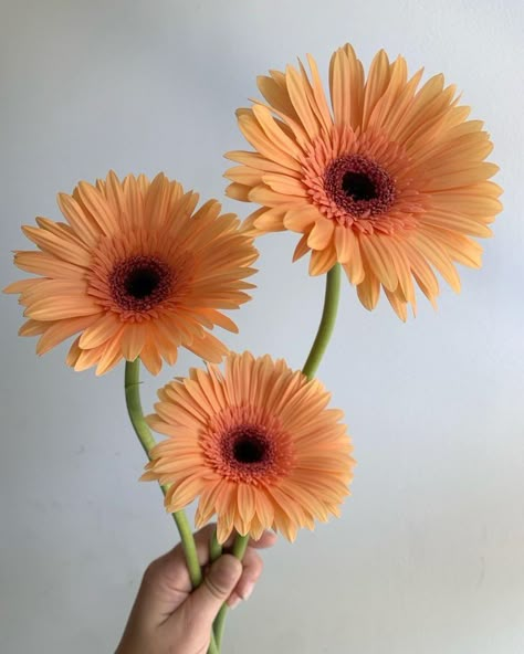 Gerbera Flower Bouquet, Gerbera Daisy Tattoo, Gerbera Daisy Bouquet, Focal Flowers, Flower Bouquet Tattoo, Floral Design Classes, Gerbera Flower, Flower Identification, Bouquet Tattoo