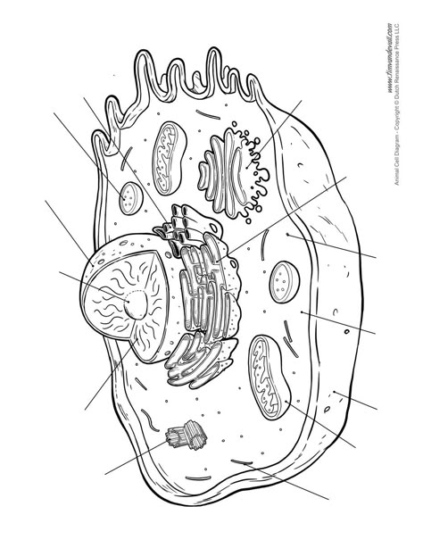 Plant Cell Drawing, Animal Cell Parts, Animal Cell Drawing, Animal Cell Structure, Plant Cell Diagram, Cell Drawing, Animal Cell Project, Cell Project, Cell Diagram