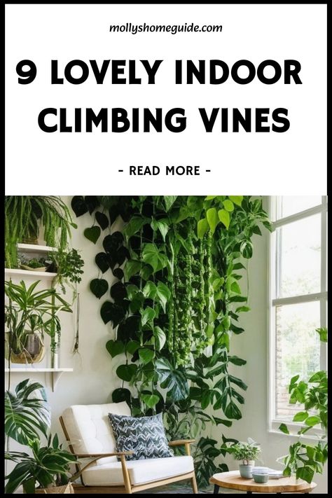 Discover the best indoor creeper plants to add a touch of nature to your home decor. Climbing plants not only beautify your space but also help purify the air. Fast growing creepers like Pothos varieties and other indoor vines can quickly fill up empty corners with lush greenery. Indoor climbers are perfect for creating a tropical atmosphere indoors. Plants that trail gracefully such as cool indoor vines make stunning hanging displays. Indoor Vine Trellis, Indoor Plant Vines, Pathos Vine Ideas, Indoor Creeper Plants, Pothos Ceiling, House Filled With Plants, How To Hang Pothos Vines, Displaying Indoor Plants, Trailing Indoor Plants