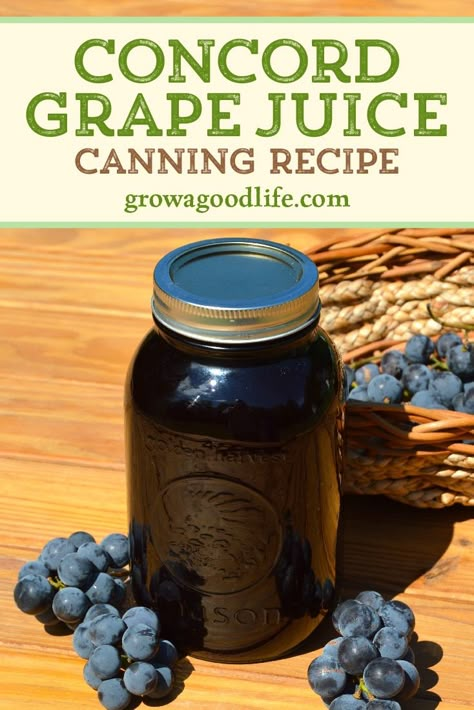 Concord grapes have a distinct flavor and dark purple color. Learn how to make and preserve your own Concord grape juice at home! You control the additives and sugars. Grape Wine Recipe, Concord Grape Recipes, Homemade Grape Juice, Concord Grape Juice, Grape Juice Recipe, Concord Grapes, Grape Jam, Home Canning Recipes, Canning Recipe