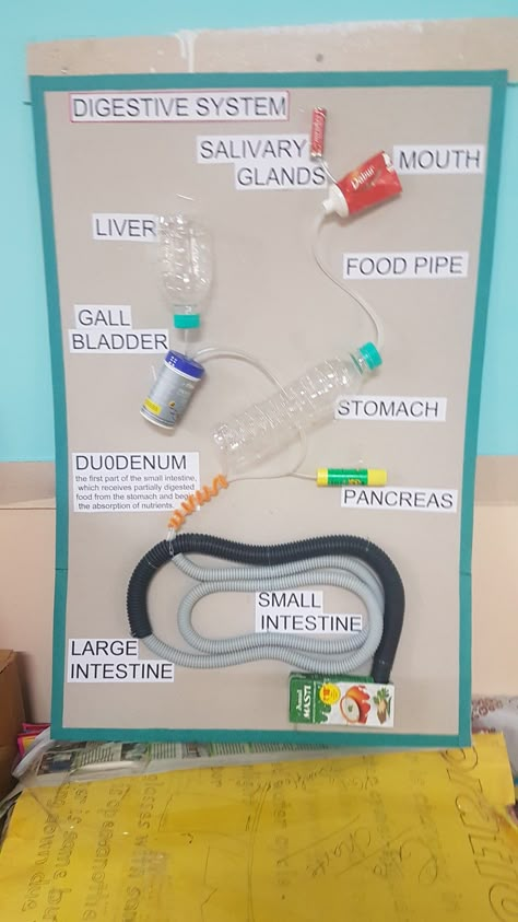 Explanation of the digestive system using waste. Endocrine System Project Model, Human Digestive System Project, The Digestive System Project, Digestive System Project Ideas, Diy Digestive System Model, Working Model Of Digestive System, Digestive System For Kids Project, Digestion Project, Digestive System Diagram Project