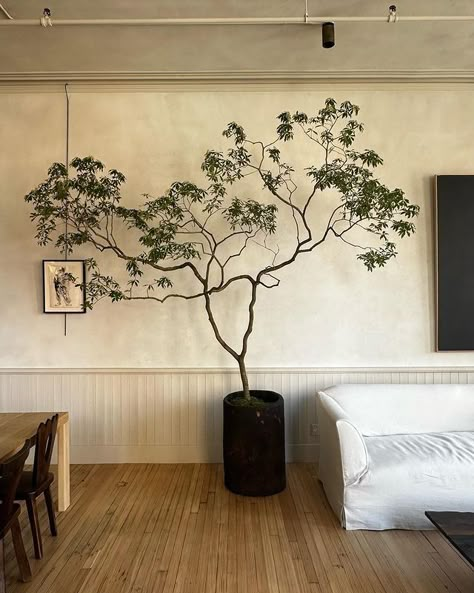 Field Studies Flora | Branches, tulips and calas for @colinking forever!! Colin is not only a favorite collaborator and constant source of inspiration but a… | Instagram Pieris Japonica, Wabi Sabi Interior, Italy House, Indoor Tree, Book Launch, Interior Inspo, Source Of Inspiration, House Inspo, Floral Decor