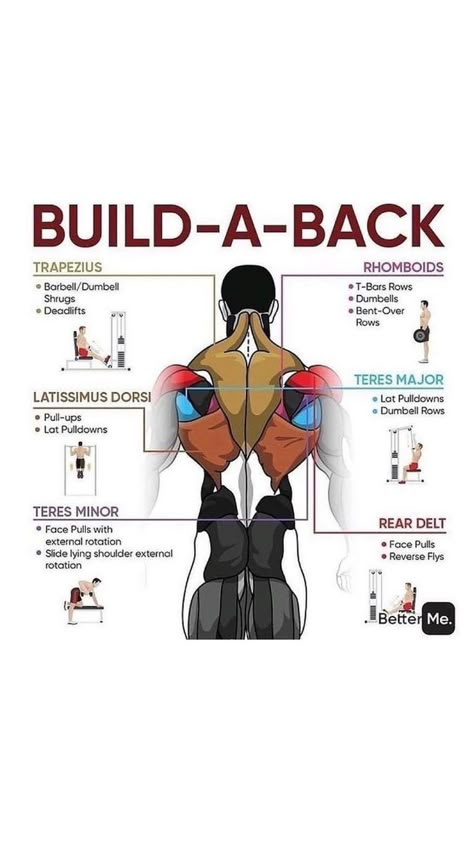 Back Workout Bodybuilding, Gym Back Workout, Back Workout Routine, Deadlift Squat, Membakar Lemak Perut, Gym Back, Workout Training Programs, Gym Workout Guide, Workout Gym Routine