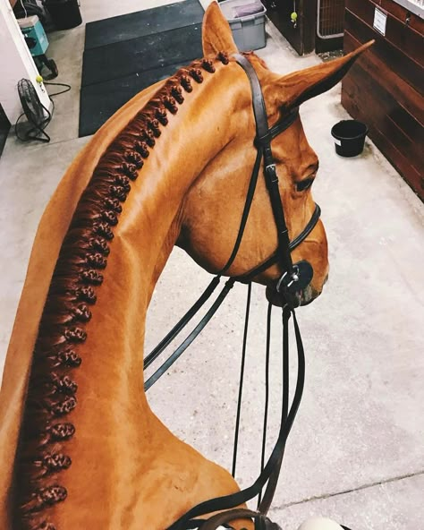 beautiful braids Horse Mane Braids, Horse Braids, Horse Hair Braiding, Horse Braiding, Mane Hair, Horse Mane, Horse Grooming, Horse Things, Equestrian Fashion