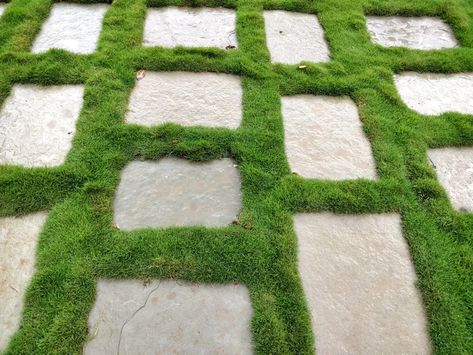 Moss Lawn: Everything You Need to Know About Growing This Sustainable Alternative to Grass Alternatives To Grass Lawns, Front Lawn Landscape Ideas, Moss Lawn, Front Yard Ideas, Grass Alternative, Espalier Fruit Trees, Front Lawn Landscaping, Types Of Moss, Growing Moss