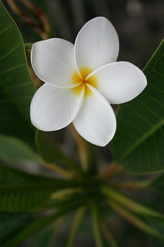 White Plumeria | Big Island of Hawaii | cazfoto | Flickr Plumeria Flowers Aesthetic, Frangipane Flower, Fiori Frangipani, Flores Plumeria, White Plumeria, Plumeria Flowers, Beautiful Flowers Photos, Most Beautiful Flowers, Rare Flowers