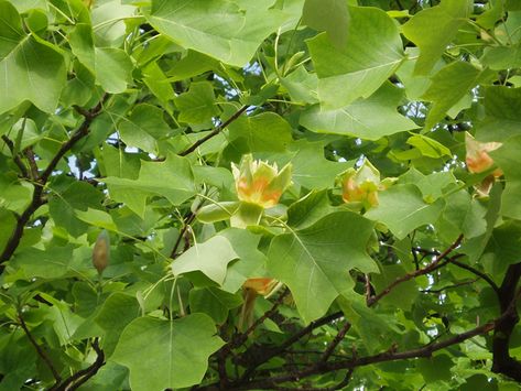 Tulip Poplar Tree, 1 Tulip, Liriodendron Tulipifera, Tulip Poplar, Tulip Tree, Poplar Tree, Lady Bird Johnson Wildflower Center, Seed Collection, University Of Texas At Austin