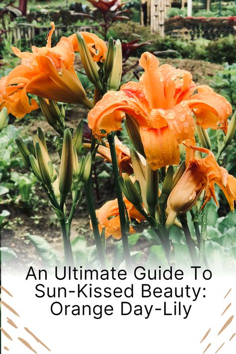 Bask in the Vibrant Glow of Orange Day-Lilies 🌞🌺 Explore the ultimate guide to cultivating the sun-kissed beauty of Orange Day-Lilies. Perfect for adding a pop of color to your garden, these hardy and vibrant flowers are easy to care for and thrive in a variety of conditions. #OrangeDayLily #GardeningLove #FlowerGarden Day Lily Garden, Types Of Lilies, Day Lily, Lily Garden, Perennial Flowers, Day Lilies, Lily Plants, Vibrant Flowers, Good Luck To You