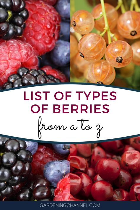 List Of Berries, Grow Berries, How To Grow Strawberries, Blueberry Gardening, Grow Strawberries, Fruit Tree Garden, Food Forest Garden, Types Of Berries, Berry Garden