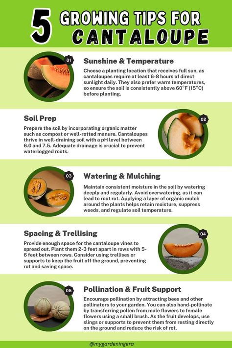 Cantaloupe Companion Planting, Cantaloupe Growing Tips, Cantelope Fruit Benefits, Cantaloupe Plant, Seed Binder, Planting Cantaloupe, Benefits Of Cantaloupe, Regrow Celery, Cantaloupe Fruit